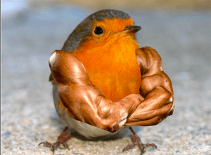 bird with arms